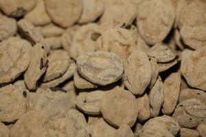 Supersalta Sjöstjärnor (2 st)