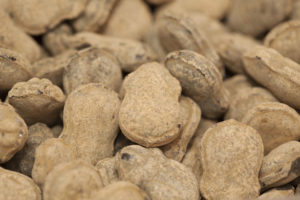 Supersalta Sjöstjärnor (2 st)